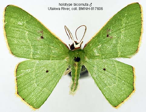 Prwana Insect Papua Insects Foundation (Lepidoptera/Geometridae(Geometrinae ...